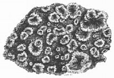 Incrustation of shelly sand - A mineral with inclusions resembling small plants.