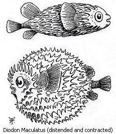 Two drawings of a fish - Diodon Maculatus (Distended and Contracted) 