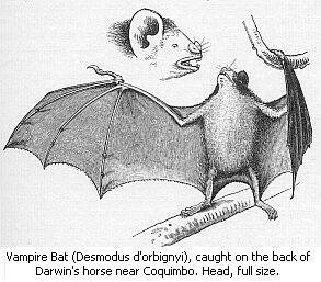 Black and white drawing of a Vampire Bat (Desmodus d'orbignyi), caught on the back of Darwin's horse near Coquimbo. Head, full size