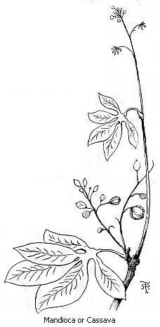 Black and white drawing of a Mandioca or Cassava plant