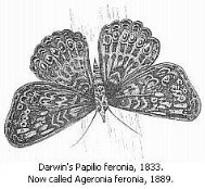 Black and white drawing of Darwin’s Papilio Feronia, 1833, now called Ageronia feronia, 1889.