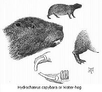 Black and white drawing of Hydrochærus capybara or Water-hog.