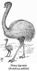 Black and white drawing of an ostrich - Rhea Darwinii (Avestruz Petise).