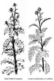 Black and white drawing of Giant thistle of pampas.