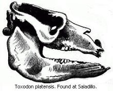 Black and white drawing of a skull - Toxodon Platensis. (Found at Saladillo.)