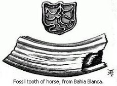 Black and white drawing of a Fossil tooth of horse. (From Bahia Blanca.)