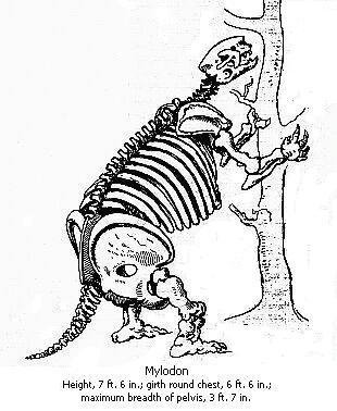 Black and white drawing of a Mylodon skeleton.