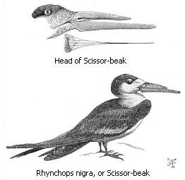 Black and white drawing of the Head of Scissor-beak bird.