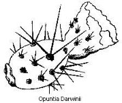 Black and white drawing of a cactus- an Opuntia Darwinii.