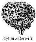 Black and white drawing of a fungi - Cyttaria Darwinii.