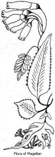 Black and white drawing of Flora of Magellan.