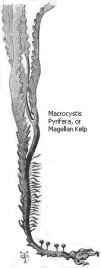 Black and white drawing of Macrocystis Pyrifera, or Magellan Kelp.