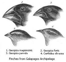 Black and white drawing of the heads of Finches from Galapagos Archipelago.