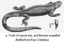 Black and white drawing of the saltwater iguana Amblyrhynchus Cristatus.