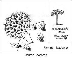 Black and white drawing of a species of cactus, Opuntia Galapageia.