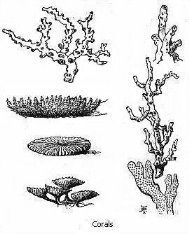 Black and white drawing of several different corals